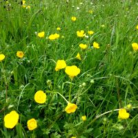 Scherpe boterbloem in weide