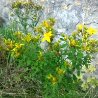 Sint-Janskruid - Hypericum perforatum