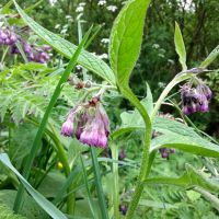 Smeerwortel met paarse bloem