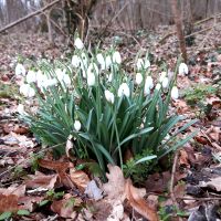 Sneeuwklokje in parkbos