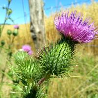 Speerdistel - Cirsium vulgare