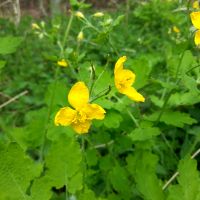 Stinkende gouwe - Chelidonium majus