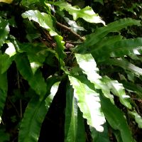 Tongvaren - Asplenium scolopendrium