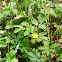 Vijfvingerkruid - Potentilla reptans