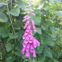 Vingerhoedskruid - Digitalis purpurea