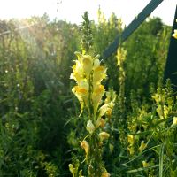 Vlasbekje - Linaria vulgaris