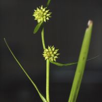 vrucht Kleinste egelskop