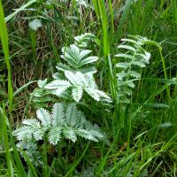 zilverkleurig blad van Zilverschoon