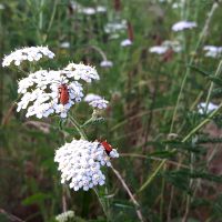 Zwartkopvuurkevers op bloem Duizendblad