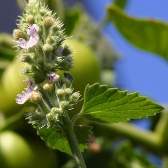 Herbimals Wild Kattenkruid zaden - Nepeta cataria - 1 gram - D-tails Herbimals Wild Kattenkruid zaden - Nepeta cataria - 1 gram - D-tails