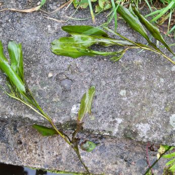 Rossig fonteinkruid (foto: Panek, Wikimedia Commons)